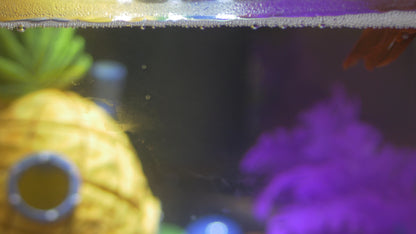 TRFTCLN-S | 10 Gallon or Less Aquarium Gravel Cleaner, BPA-Free